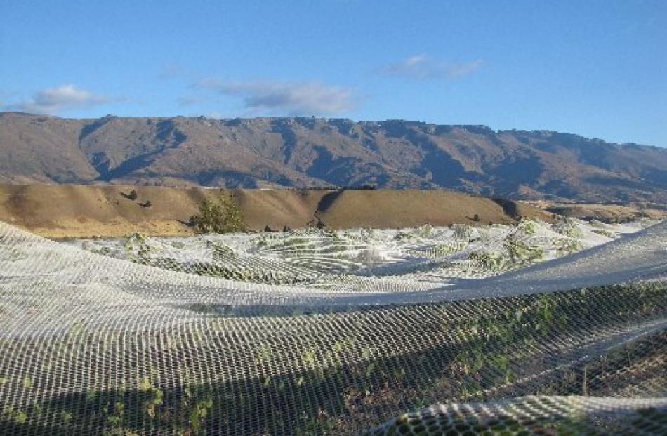 Nets protect vines from birds at Northburn Station vineyard yesterday. In the background is the...