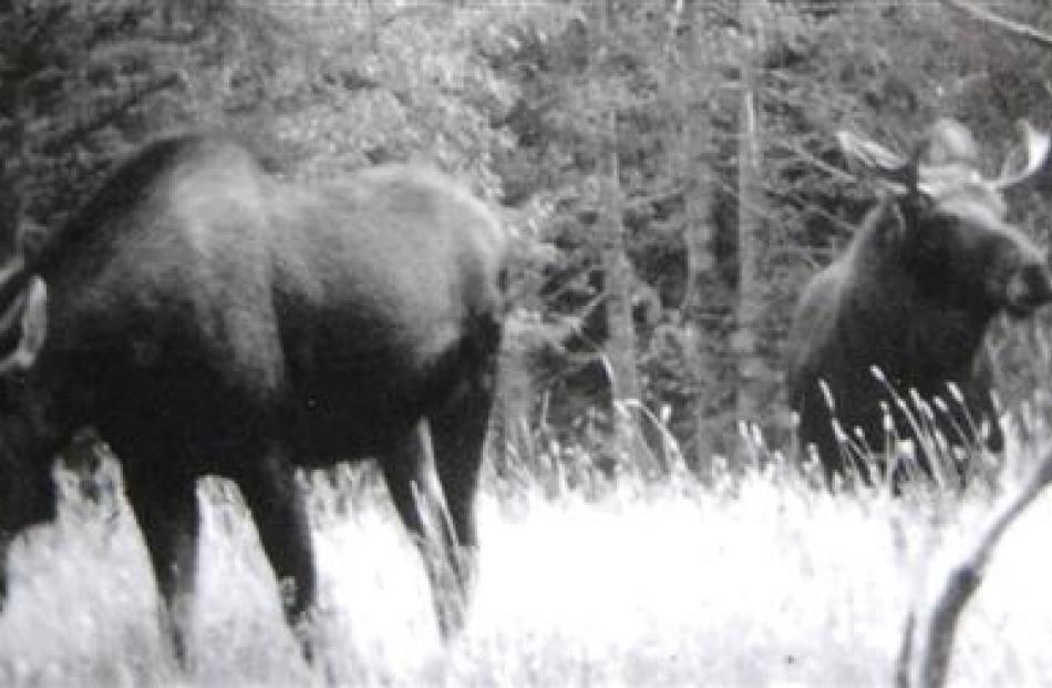 Never-before published photographs of three moose taken in Fiordland in 1953. Photos by Fred...