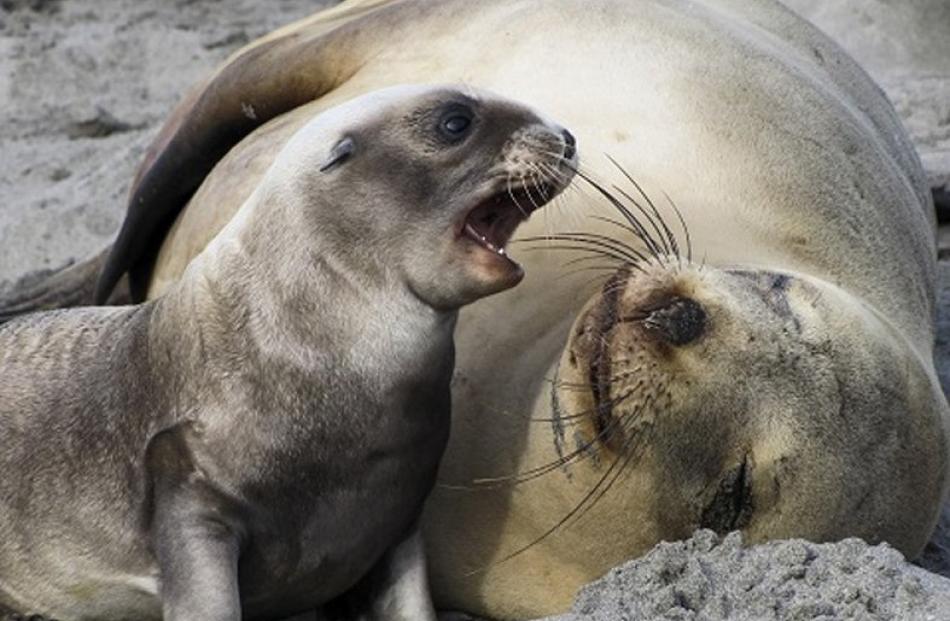 New Zealand sea lions on Otago Peninsula are faring better than elsewhere.Photo by Kyle Morrison