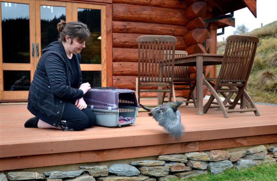 Nic Hurring, of Project Kereru, releases a rescued wood pigeon at Cascade Creek Retreat.