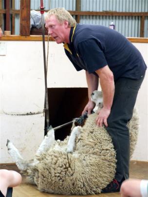 Norm Harraway demonstrates the correct way to shear a sheep. Photos by Sally Rae.