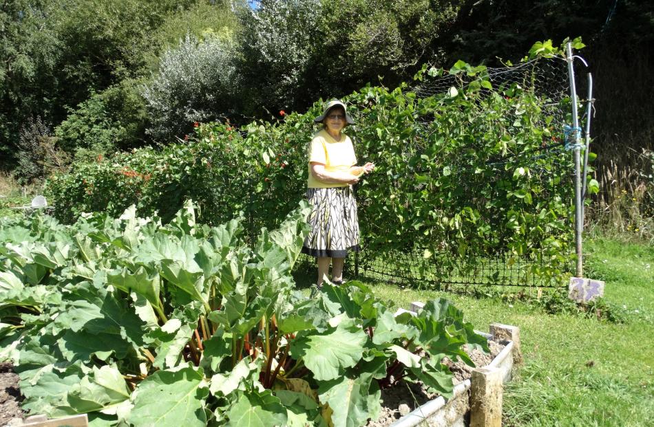 North East Valley Community Garden secretary Jenny Roxborogh looks for treasure on the bean fence...