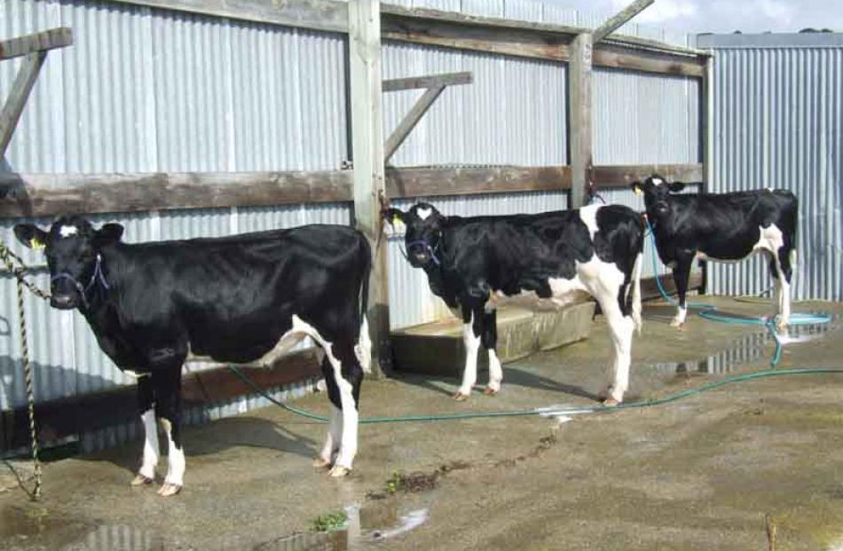 The Rapsey family's calves line up at the washing bay.