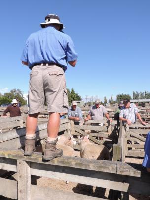 North Otago farmers contemplate this week's pens at the Waiareka stock sale. Photos by Sally...