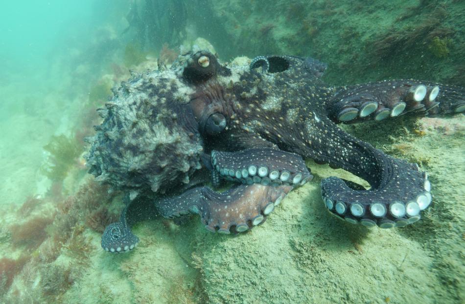 Octopus and paua off the Otago coast. Photos by Andrew Penniket and Ben Jaquiery.