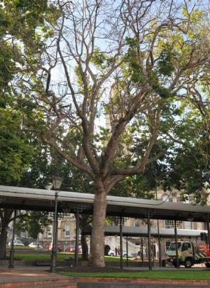 One of the 130 year old diseased plane trees in the Octagon being removed this week.