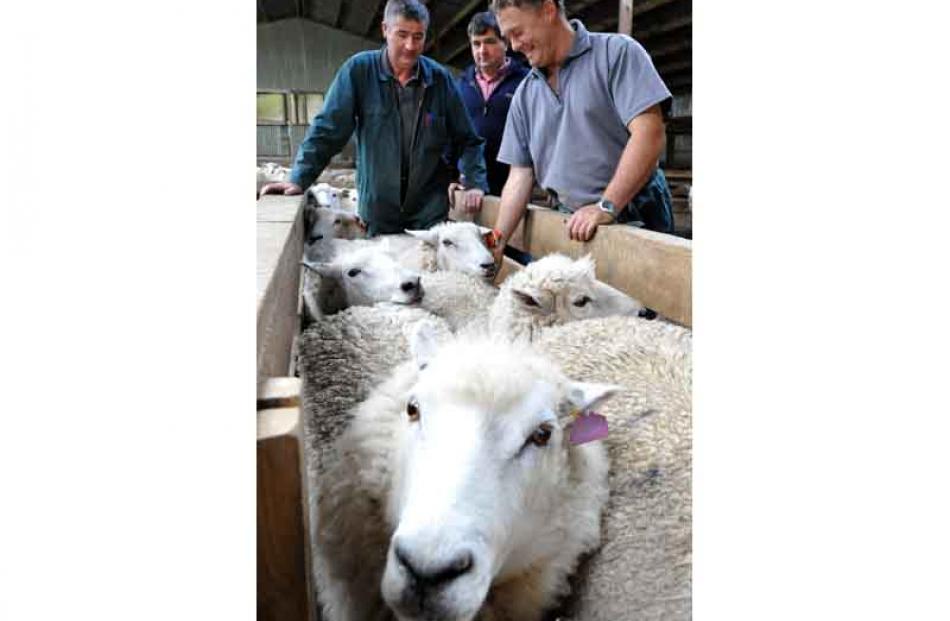 Mike Lord (centre) watches Russell Adam (left) and Andrew Trebilcock draft crossbred sheep at...