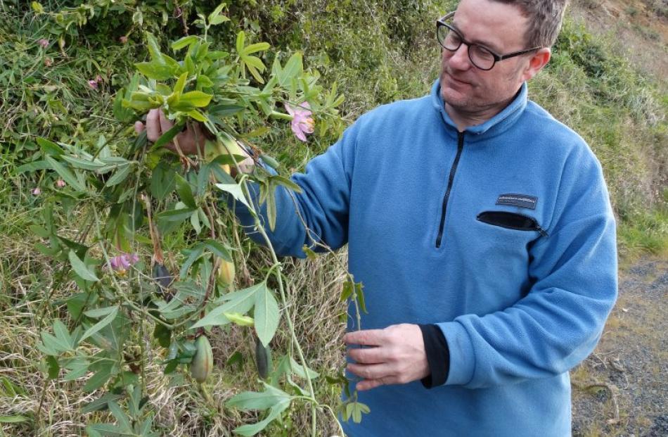 Otago Peninsula Community Board member Paul Pope examines some of the banana passionfruit plant....
