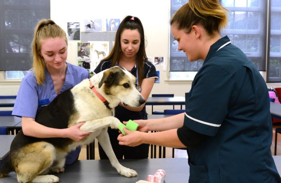 Otago Polytechnic technician Lauren McIntyre (right) teaches veterinary nursing students Laura...