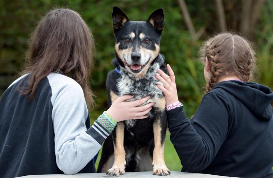 Otago SPCA dog Wilbur teaches empathy to Kingslea Puketai School pupils (from left) Jordan and...