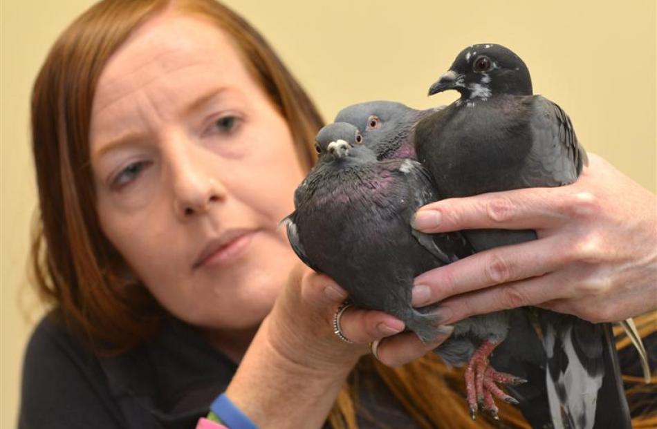 Otago SPCA inspector Julie Richardson holds drugged pigeons in Dunedin yesterday. Photo by Peter...