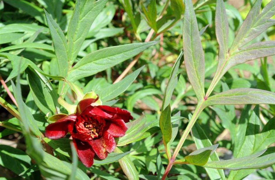 Paeonia delavayi. Photo by Gregor Richardson.