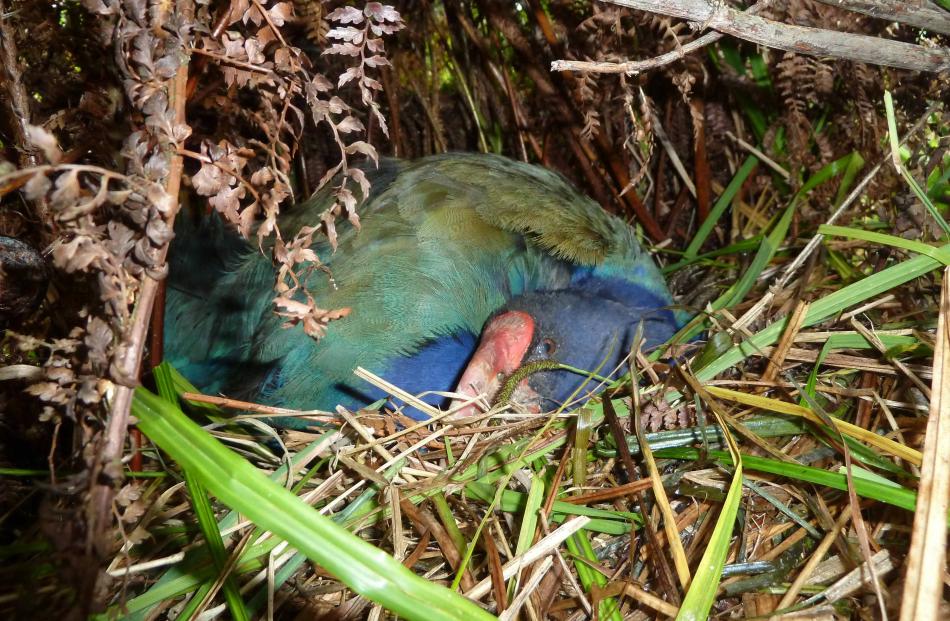 Paku on the nest.  Male and female birds share the 
...