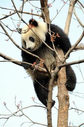 Giant pandas are the most popular attraction at the Beijing zoo.  Photos by Stephen Jaquiery.