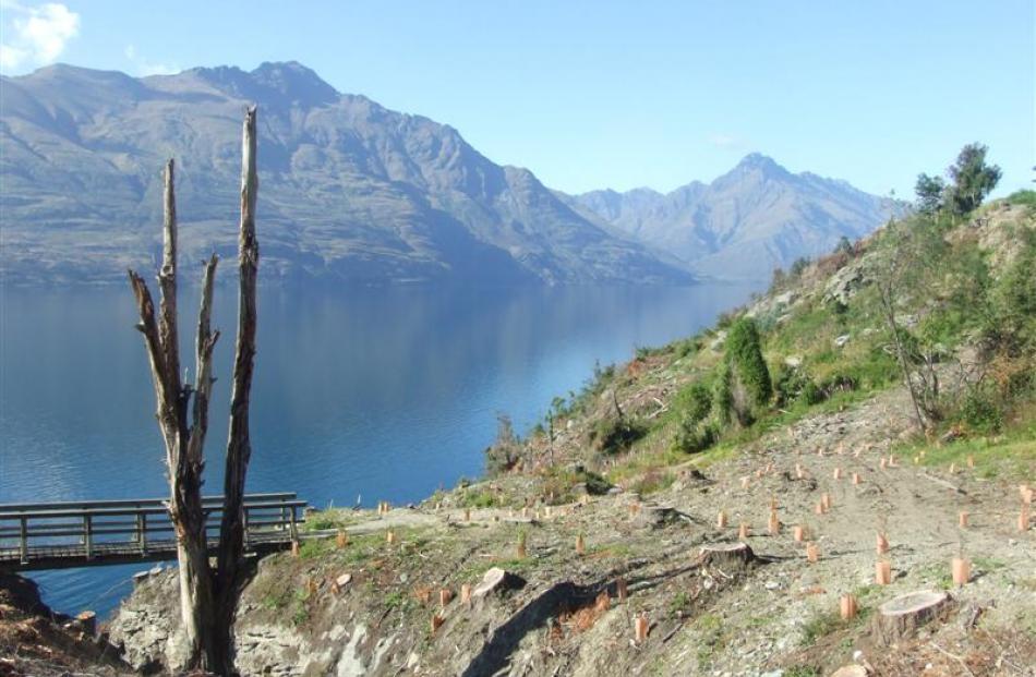 Part of the section of land bordering the Glenorchy-Queenstown Rd cleared of dangerously listing...