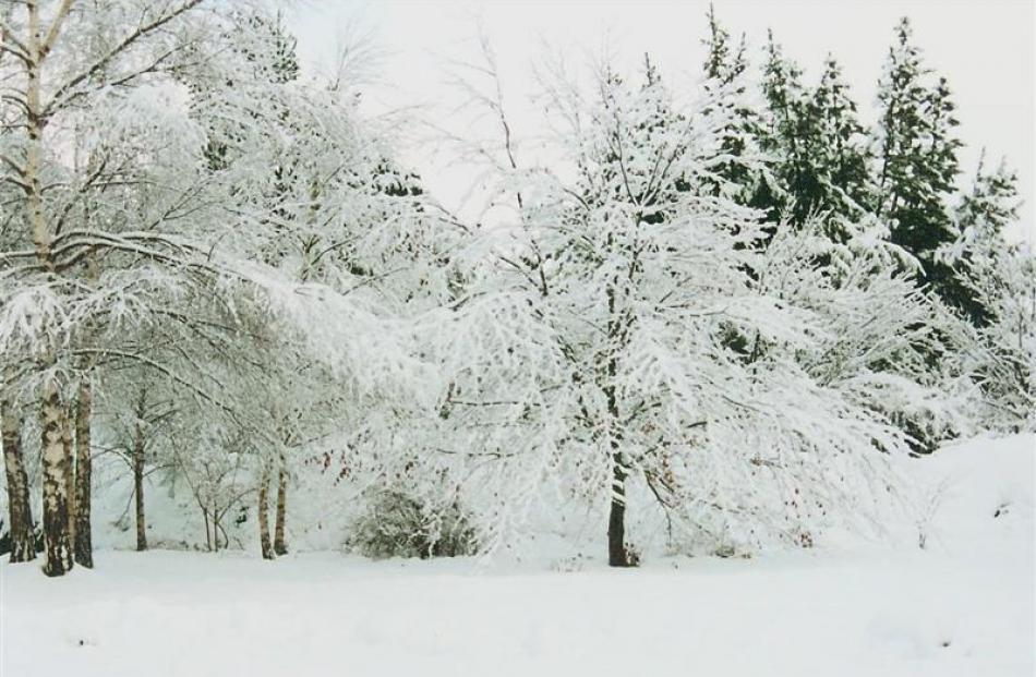 A look into Virginia Pawsey's garden.