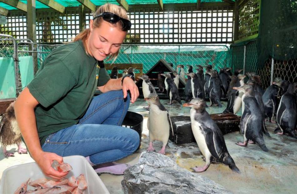 Penguin Place rehabilitation co-ordinator Julia Clement feeds some of the recovering 80 starving...