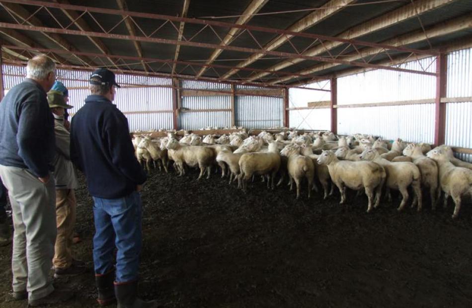 Perendale conference attendees view sheep in the covered yards at the Gardner family's South...