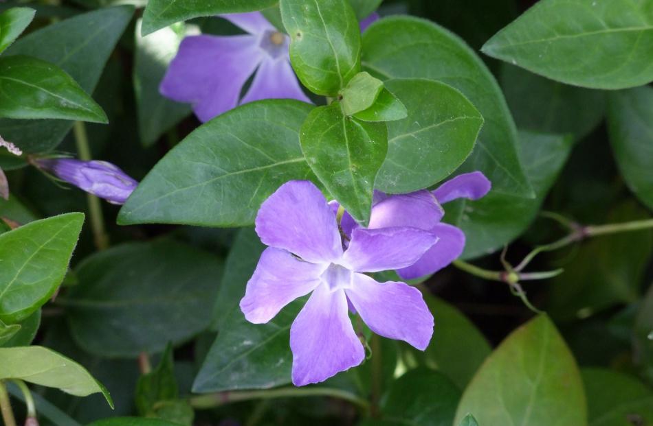 Periwinkle (Vinca major) is a weed found in shady places. Photos by Gillian Vine