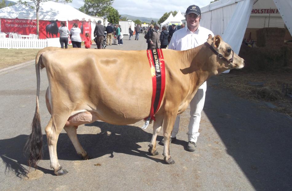 Peter Hansen and his 4-year-old Jersey cow Lilac Grove Prides Ringlet had a successful time at...