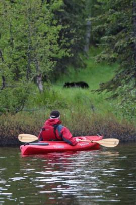 Peter Hill kayaking on Finger Lake, Alaska. A bear moves in the background.