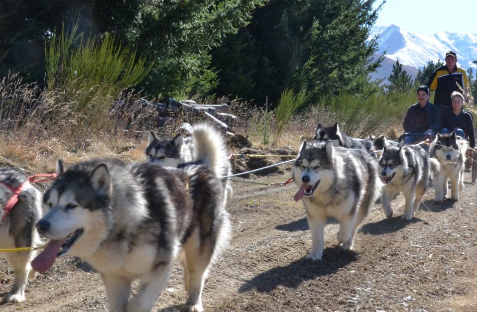 Philip and Shona Somerville are transported through Naseby Forest by ''musher'' Nigel Voice and...