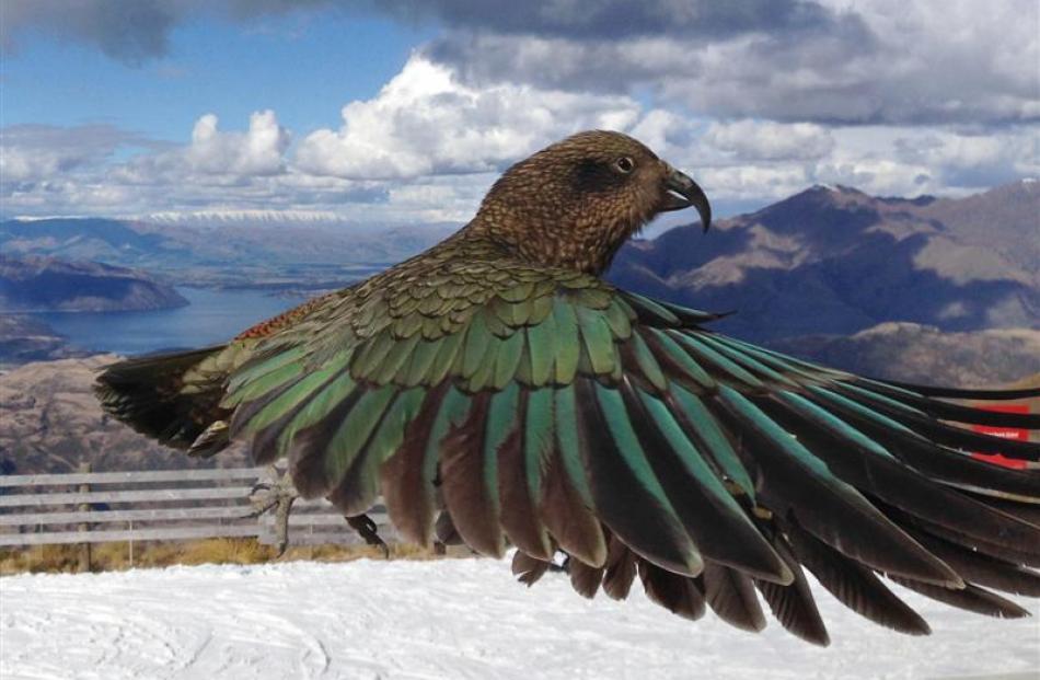 Photo taken by Geoff Marks of the supposed photobombing kea.