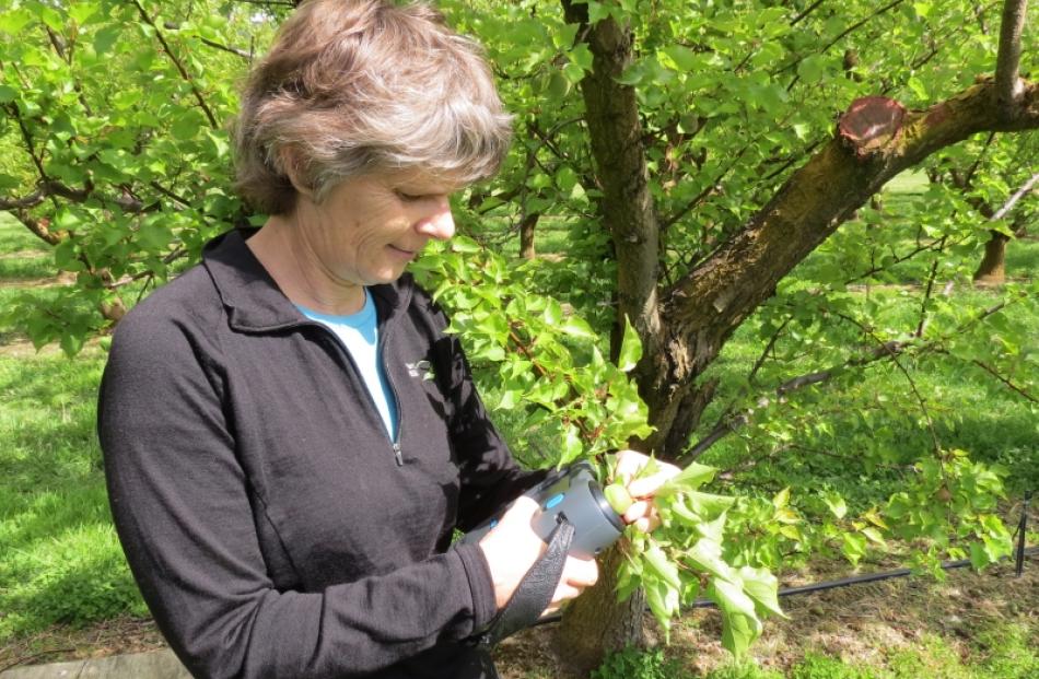 Plant and Food Research scientist Jill Stanley, based in Clyde, and fellow scientists are...