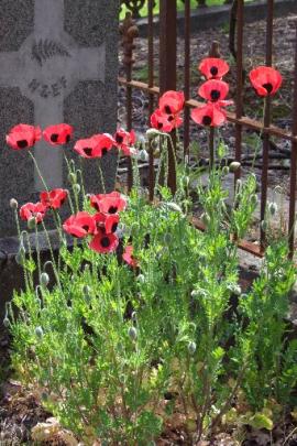 Poppies on a soldier's grave in Dunedin's Northern Cemetery. Photos by Gillian Vine