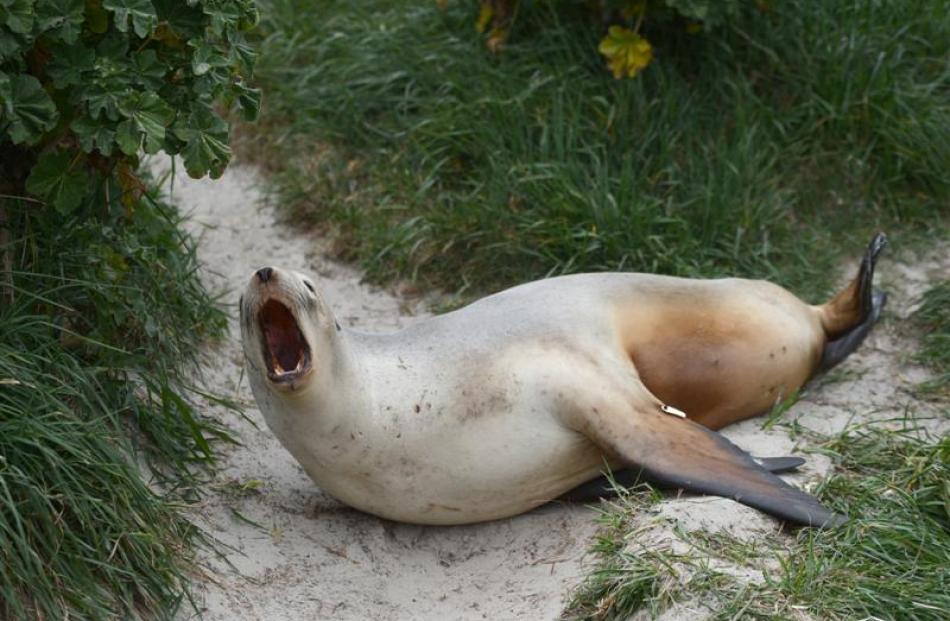 Pregnant sea lion Moana prepares for  a quiet time on the edge of Dunedin's Kettle Park. Photo by...