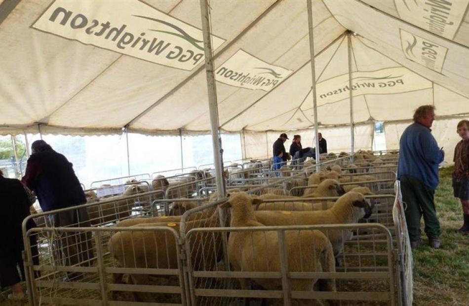 Prospective buyers inspect Dorset Down rams on offer at the Craigneuk ram auction in Maniototo....