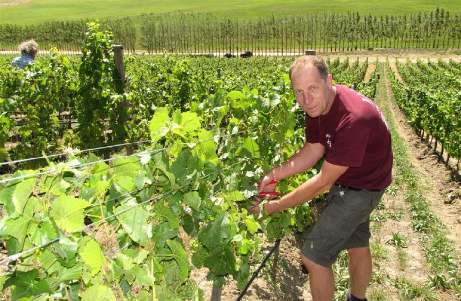 Quartz Reef wine maker Rudi Bauer culls some pinot noir grapes on his Bendigo block to allow...