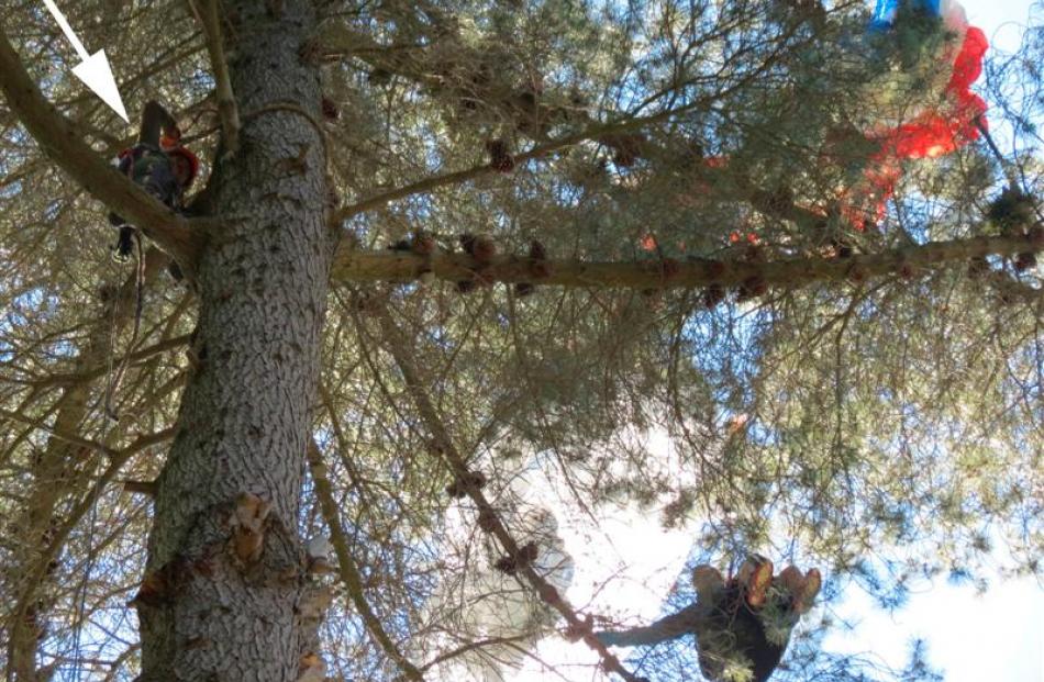 Queenstown arborist Abe Laguna (arrowed, left) climbs a pine tree to reach stranded parapenter ...