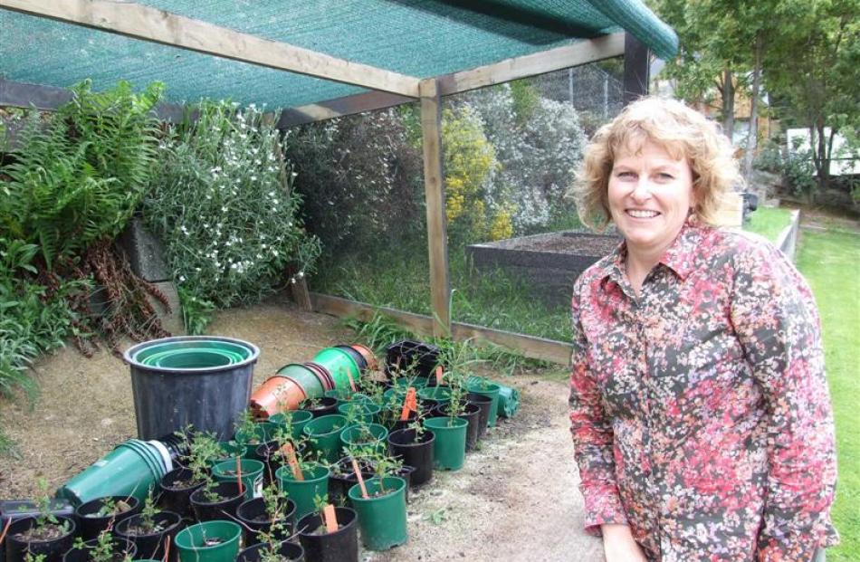 Queenstown Primary School teacher Nicky Gray with year-old kowhai plants which will eventually be...