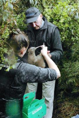 Ranger Sian Bent and sponsor Ian Campbell with the first of the young tokoeka arriving at the...