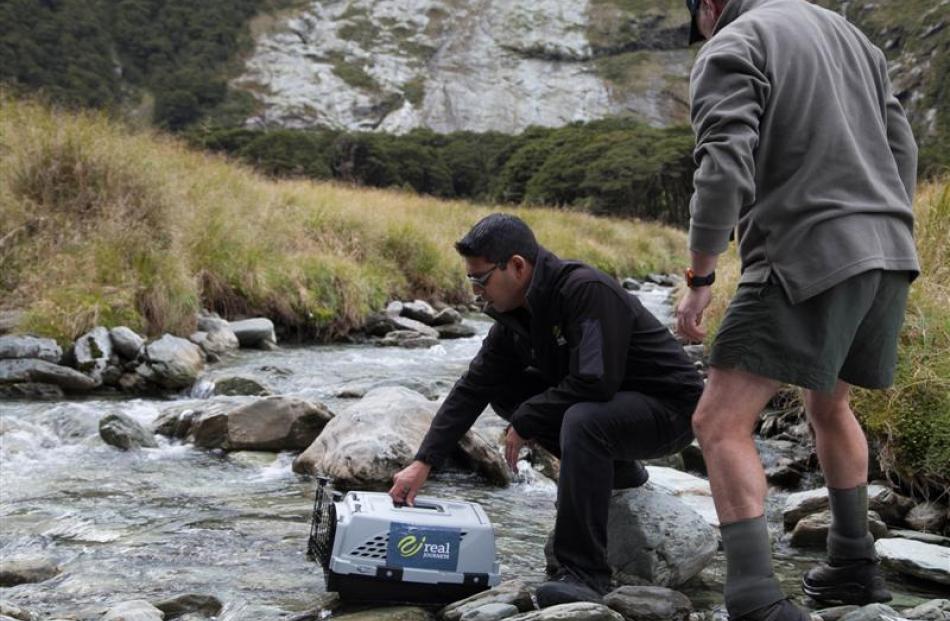 Real Journeys marketing manager Ajit Pilo (left)  and Andrew Smart, from Doc Te Anau, release a...