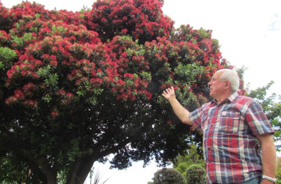 Rex Dunlop (69),  of  Oamaru, marvels at a pohutukawa  in full bloom. Photo by Andrew Ashton.