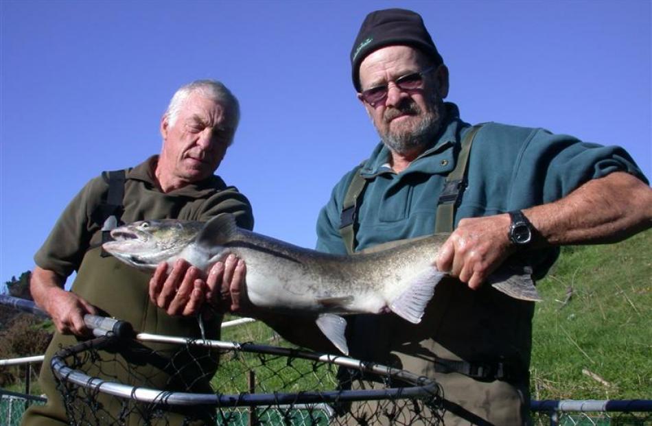 Rex Turpin (left) and Les Crosbie in 2011 with a  salmon moved  from the Hakataramea River to...