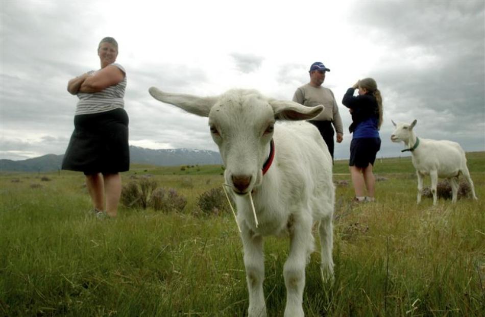 Rob, Angela and Maria Mckeen, of Clyde, tend to their herd of goats. Photo by Shane Gilchrist.
