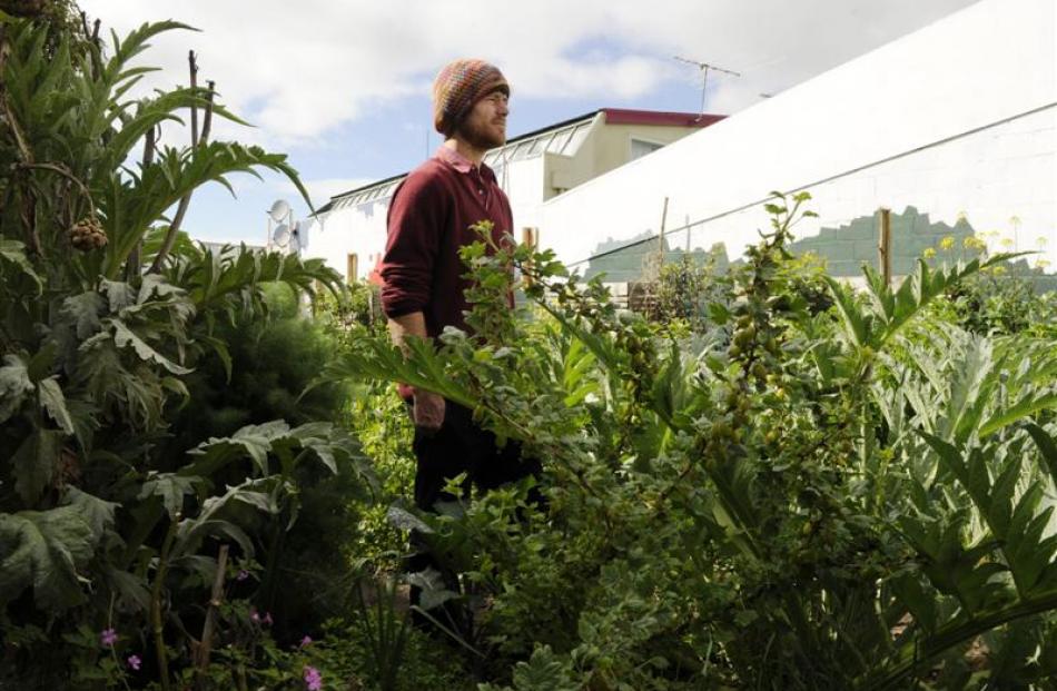 Rory Harding makes good use of the lush garden at his Dunedin home and, below, ferments cabbage....
