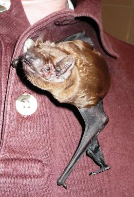 Rose the bat has changed people's perceptions about the creatures. Photo by Peter Grimsey