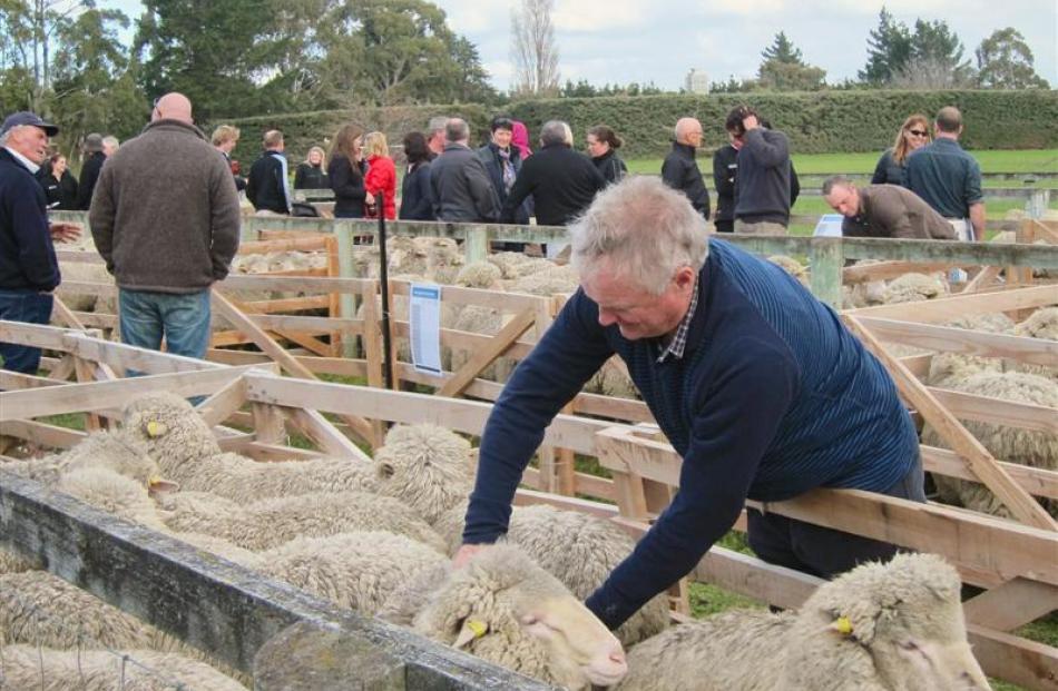 Ross Ivey, of Glentanner Station, inspects sheep on display at an open day for the New Zealand...