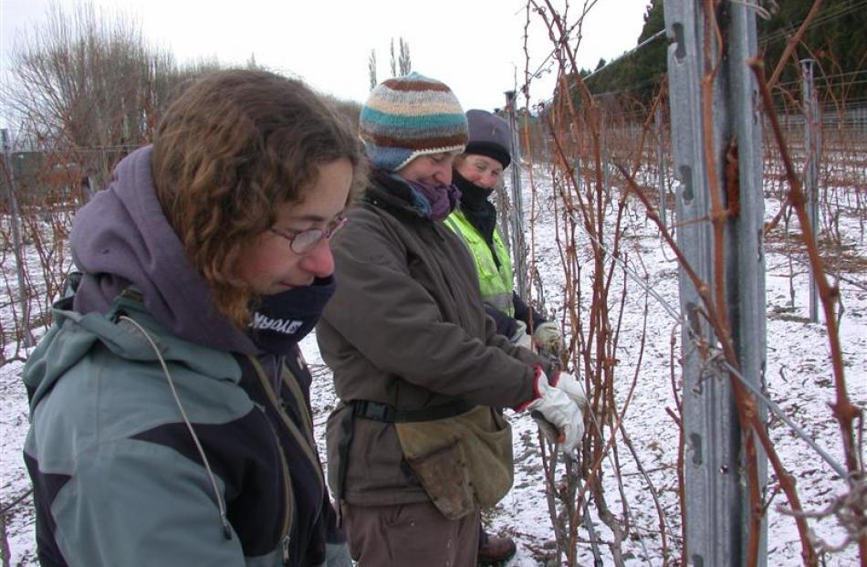 Pruning chardonnay vines yesterday with light snow on the ground and the temperature just above...