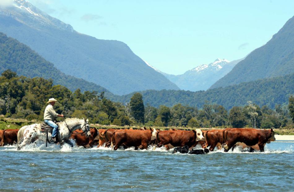 John (J.J) Nolan, of Haast, riding Spot, fords the Okuru River on Thursday while bringing in a...