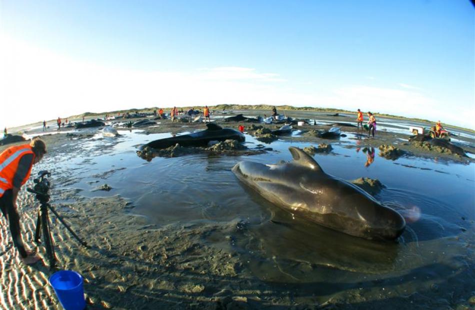 Sara Kaltz films beached pilot whales at Farewell Spit.