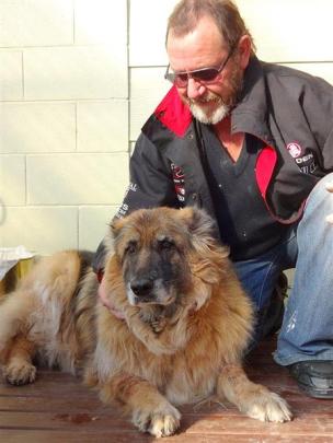 Sasha the German shepherd has a new home with Robin Laing at the Waikouaiti Tavern and Motels,...