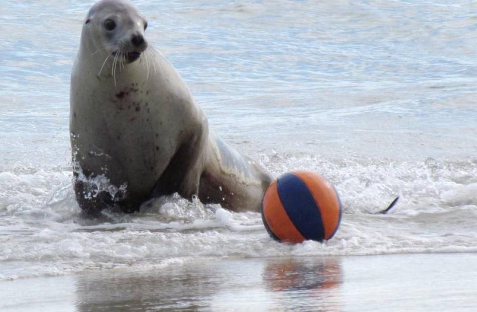 This curious and playful sea lion chases a ball at St Kilda Beach. Photos by Kathy Richards