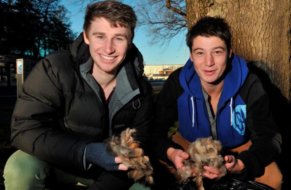 Sean Love and James O'Callaghan with some pesky possum fur. Photo by Gregor Richardon.