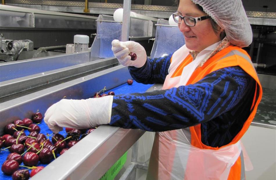 Seasonal worker Indira Miranda examines and separates cherries at the Cherrypac packing complex...