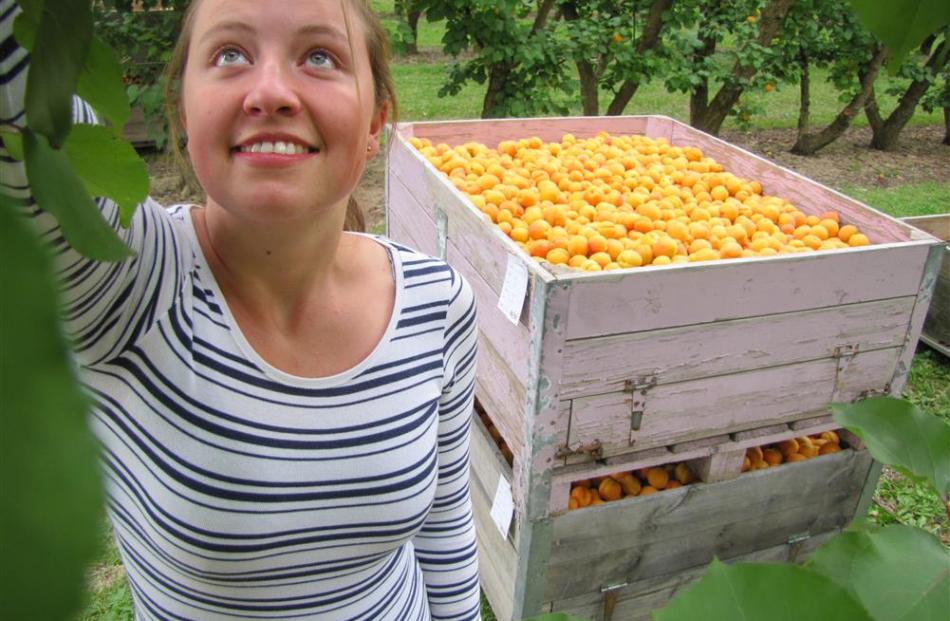 Seasonal worker Paula Oberg, of Germany, tries her hand at fruit-picking at Jackson Orchards in...